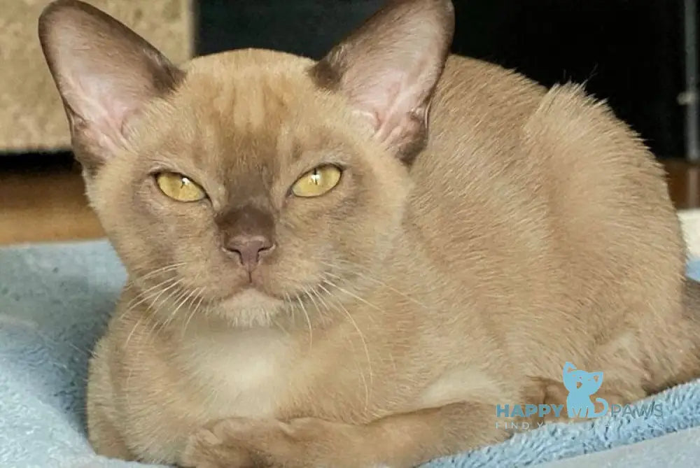 Spartacus Burmese male chocolate - live animals