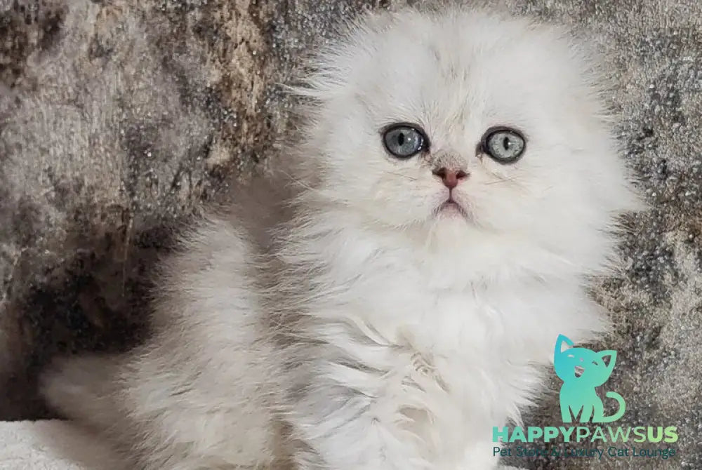Spencer Scottish Fold male blue silver shaded - live animals