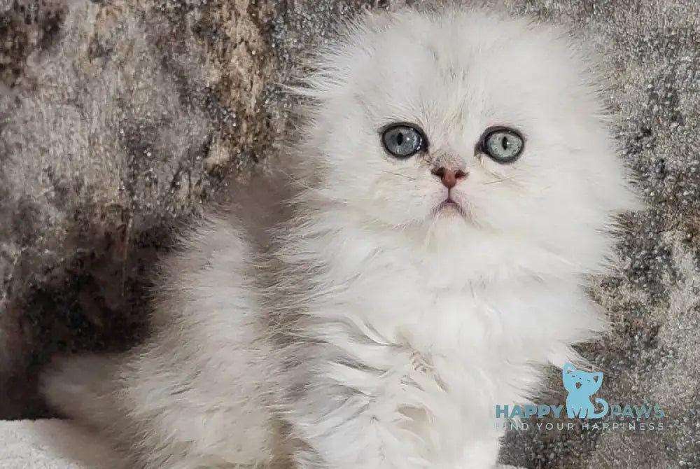 Spencer Scottish Fold male blue silver shaded - live animals