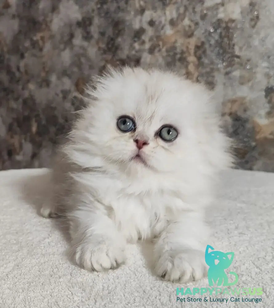 Spencer Scottish Fold male blue silver shaded - live animals