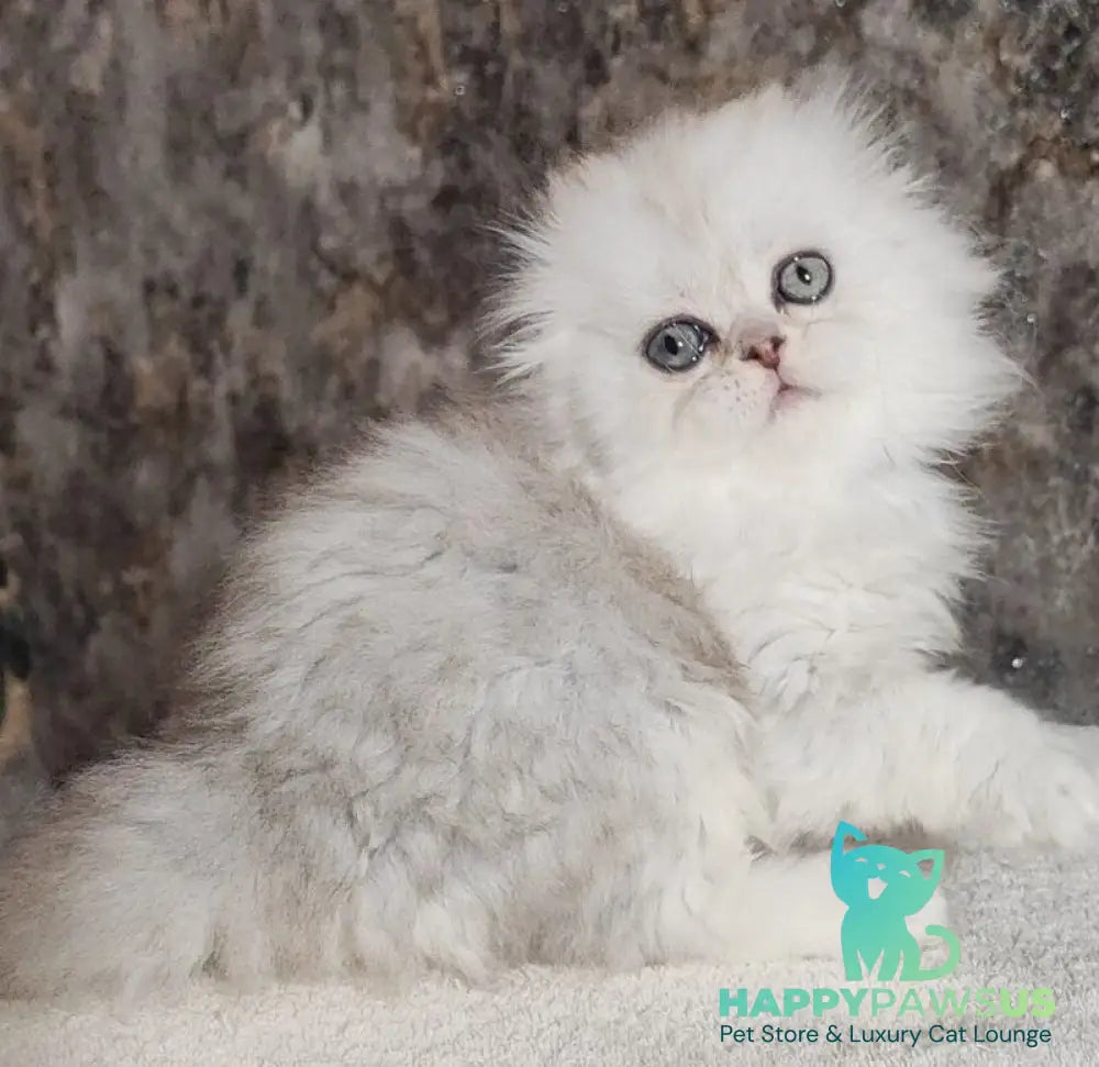 Spencer Scottish Fold male blue silver shaded - live animals