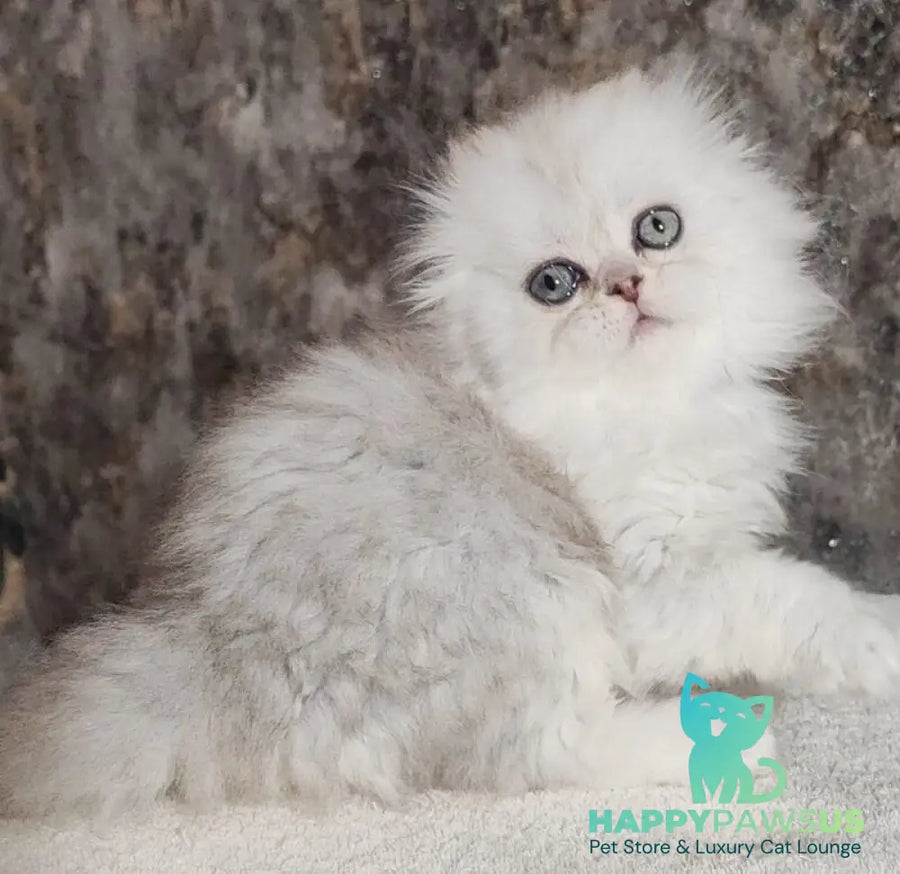 Spencer Scottish Fold male blue silver shaded - live animals