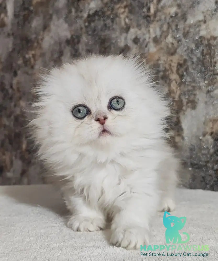 Spencer Scottish Fold male blue silver shaded - live animals
