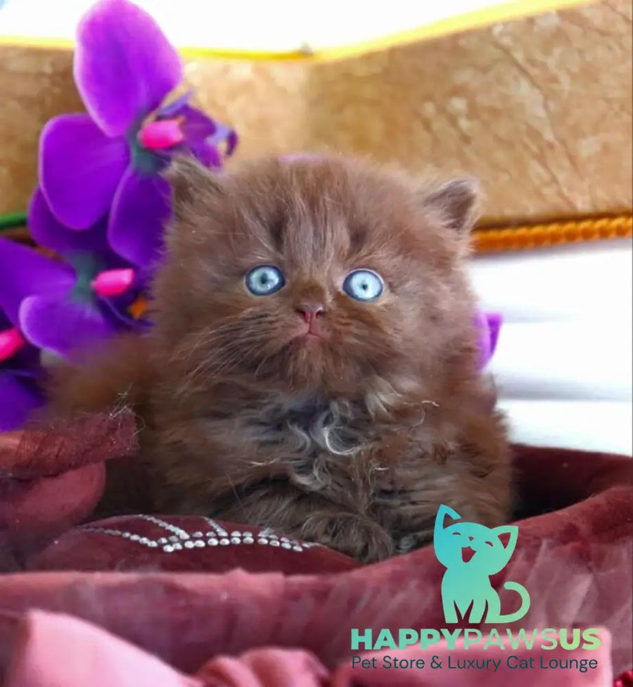Spring British Longhair male chocolate - live animals