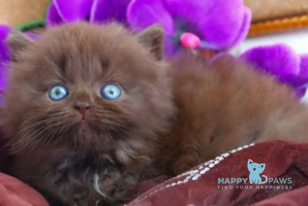 Spring British Longhair male chocolate - live animals