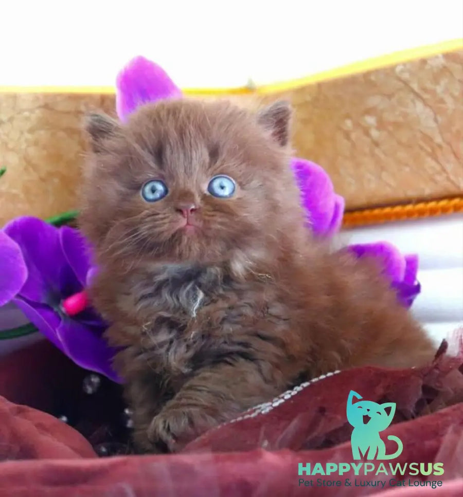Spring British Longhair male chocolate - live animals