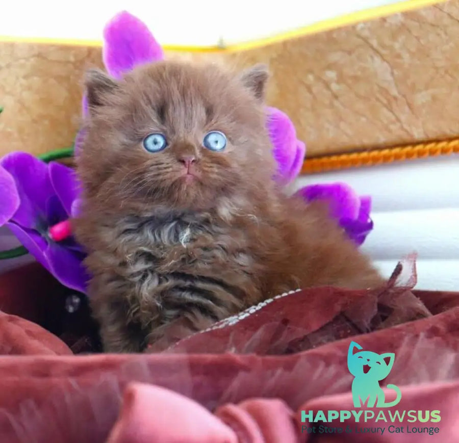 Spring British Longhair male chocolate - live animals