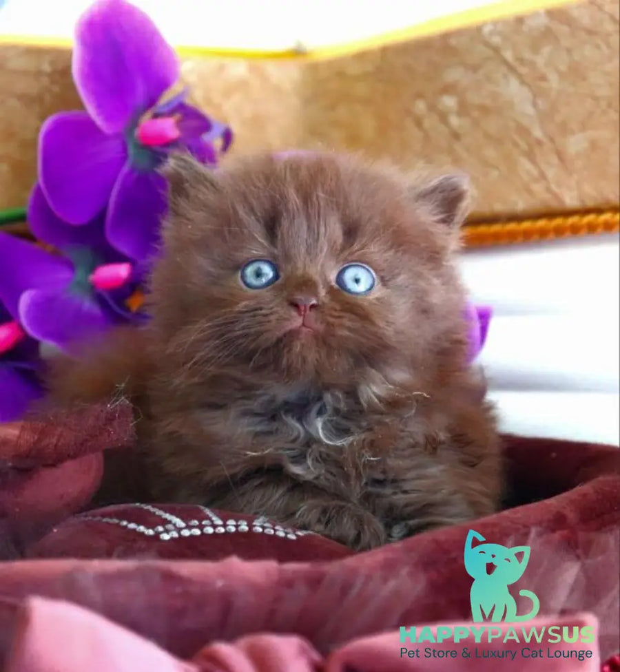 Spring British Longhair male chocolate - live animals