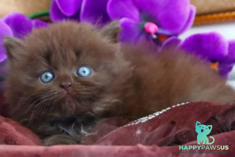 Spring British Longhair male chocolate - live animals