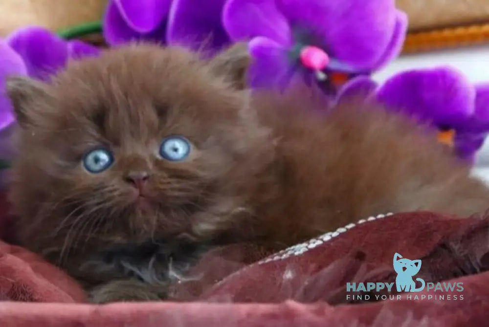 Spring British Longhair male chocolate - live animals