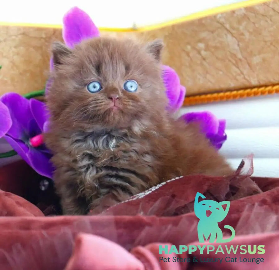 Spring British Longhair male chocolate - live animals