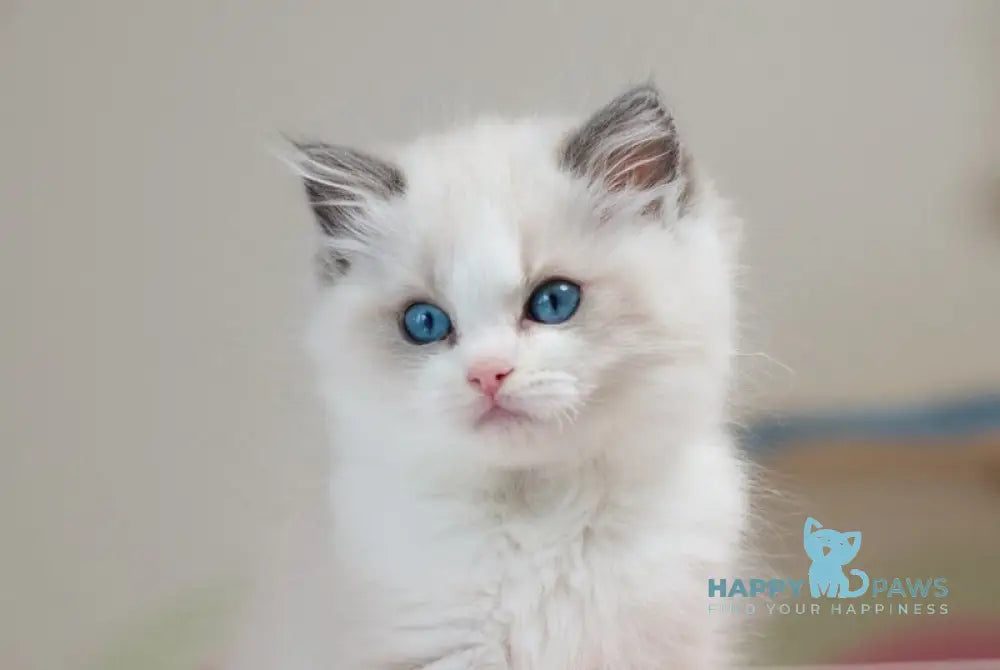 Stacy Ragdoll female blue bicolour live animals
