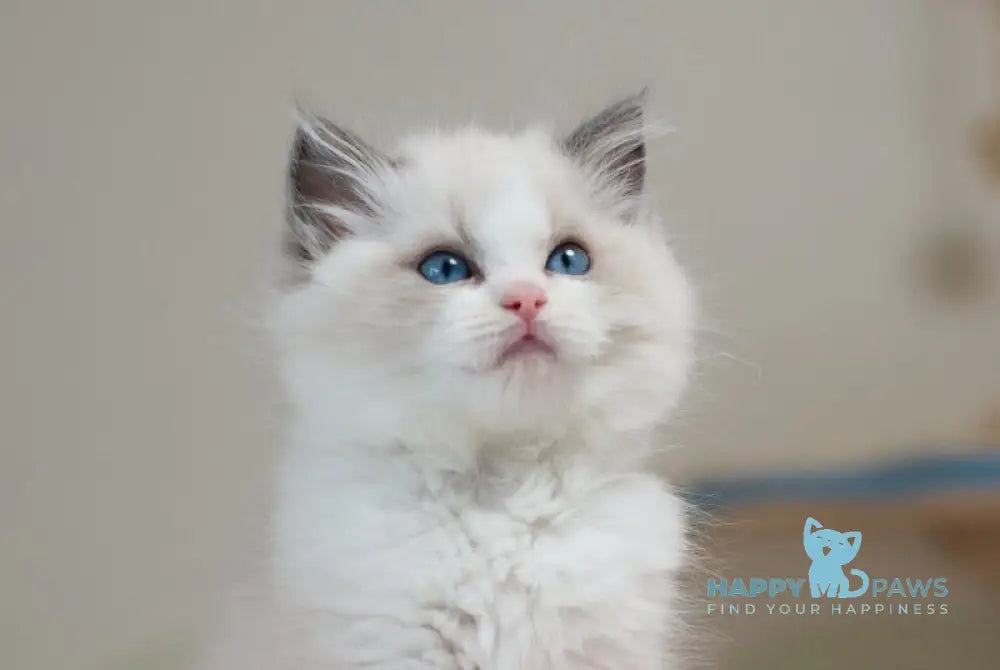 Stacy Ragdoll female blue bicolour live animals
