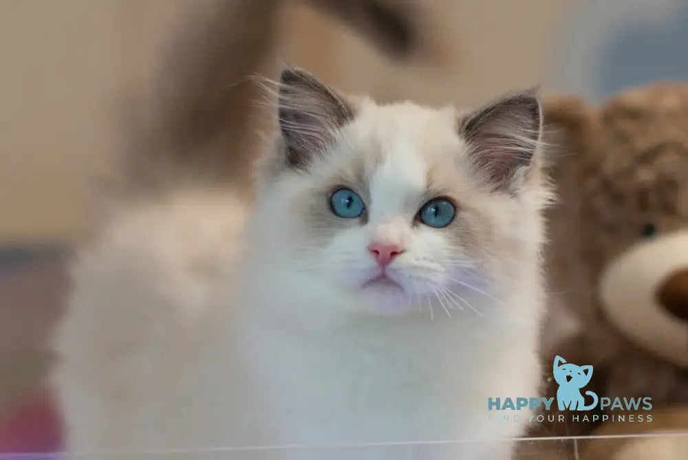 Stacy Ragdoll female blue bicolour live animals