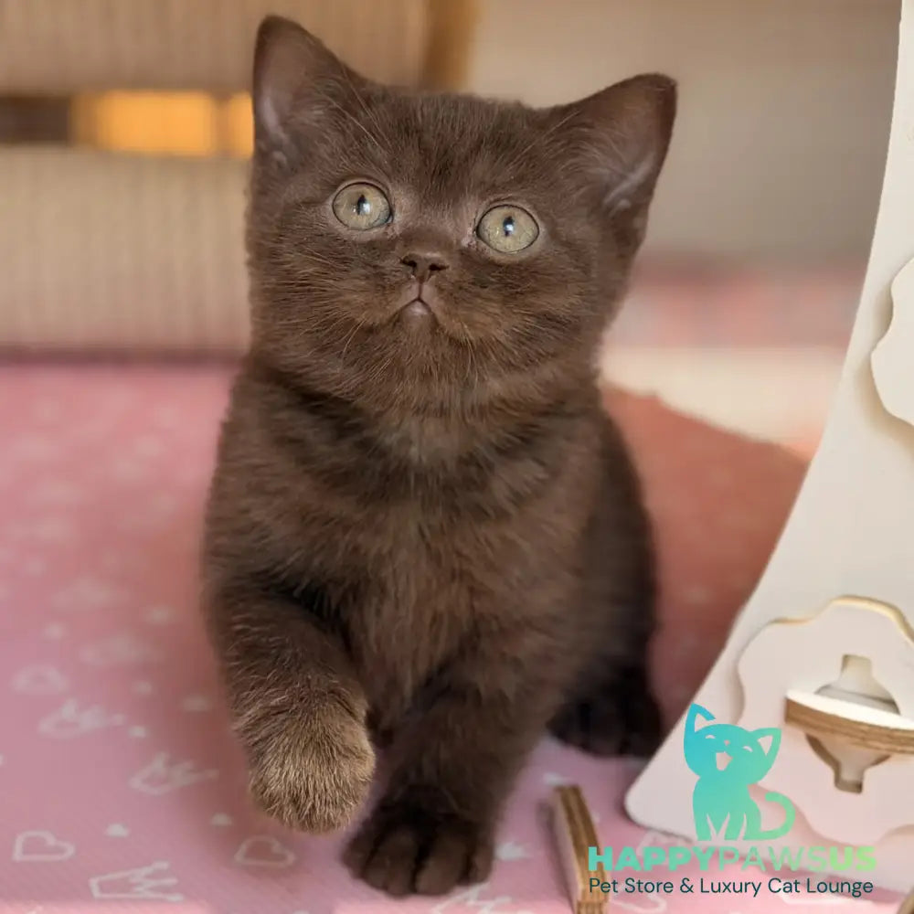 Stanley British Shorthair male chocolate - live animals
