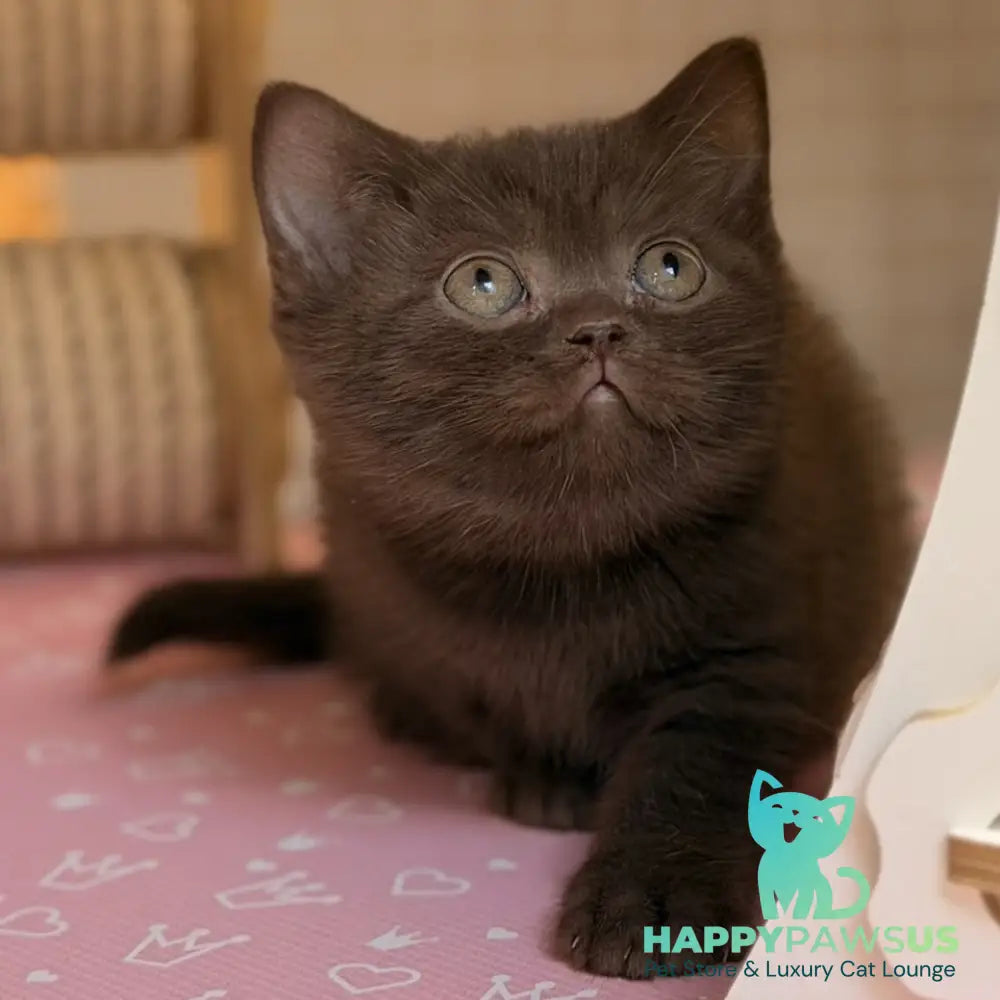 Stanley British Shorthair male chocolate - live animals