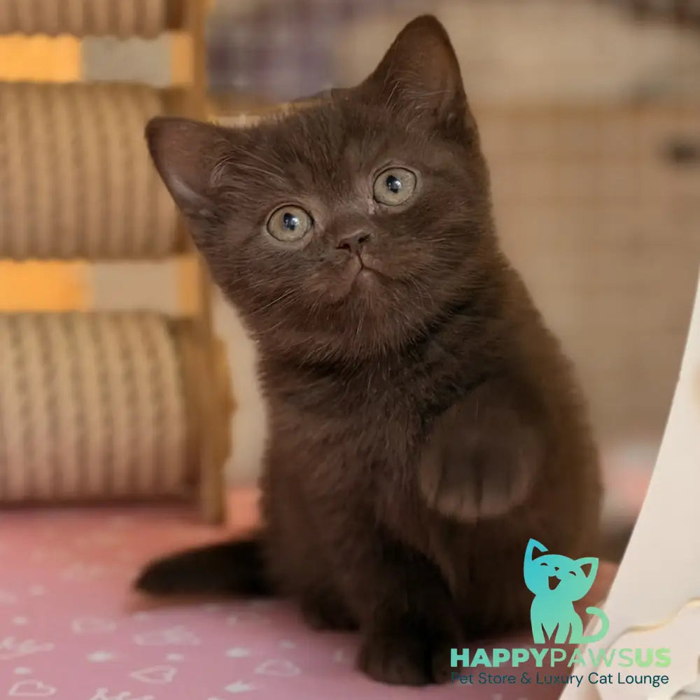 Stanley British Shorthair male chocolate - live animals