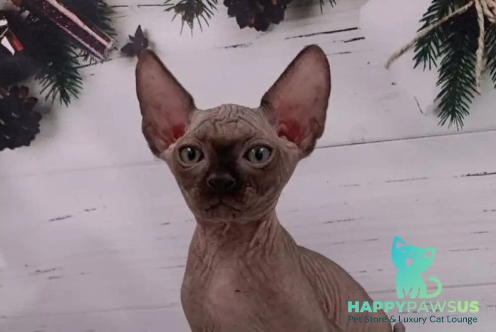 Stas Canadian Sphynx male black live animals