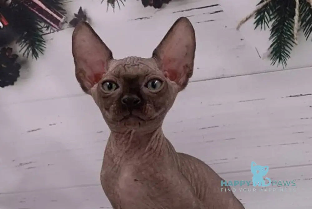 Stas Canadian Sphynx male black live animals