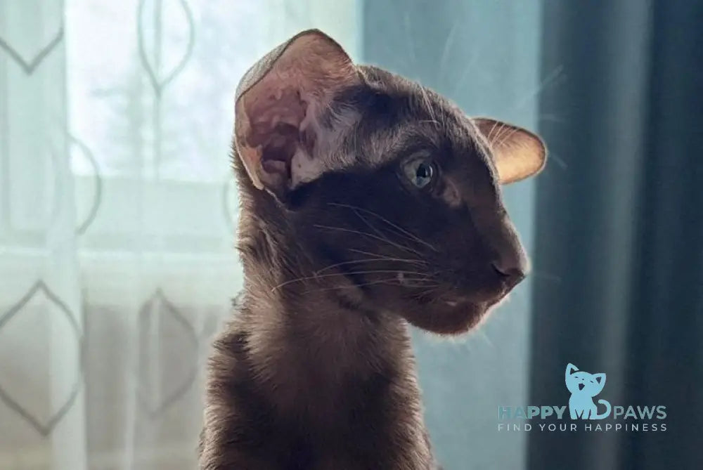 Stefan Siamese male chocolate live animals