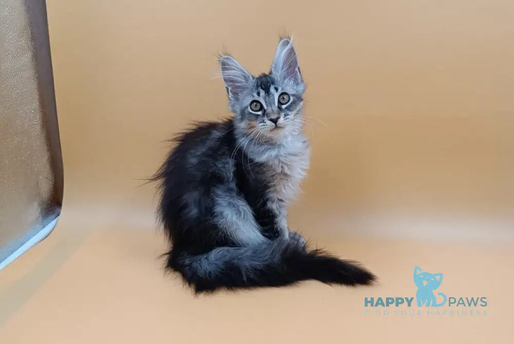 Stefania Maine Coon female black silver ticked tabby live animals