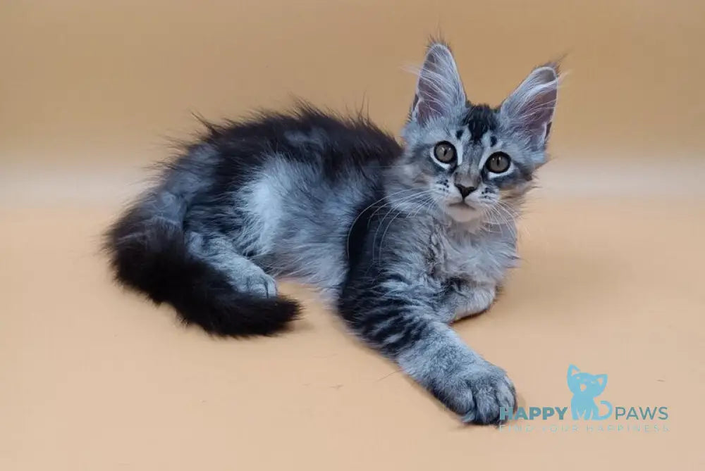 Stefania Maine Coon female black silver ticked tabby live animals