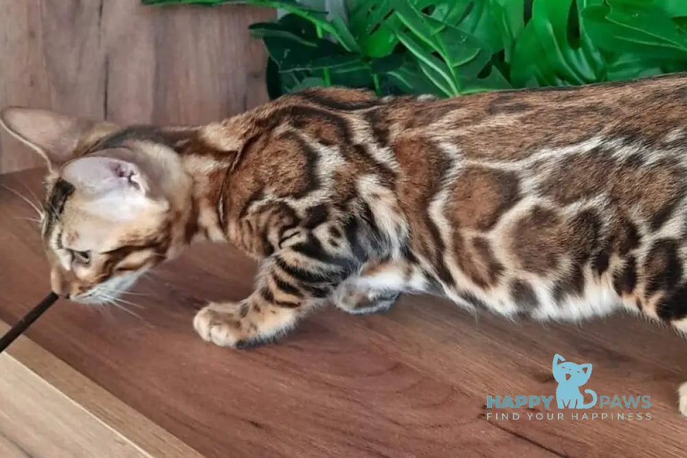 Stefany Bengal female black spotted tabby live animals