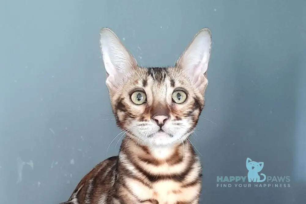 Stefany Bengal female black spotted tabby live animals