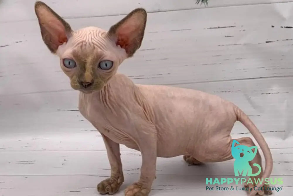 Stella Canadian Sphynx female black tortie pointed live animals