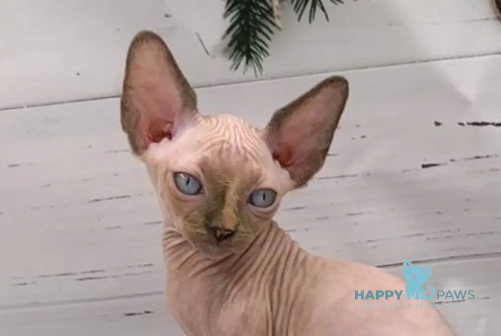 Stella Canadian Sphynx female black tortie pointed live animals