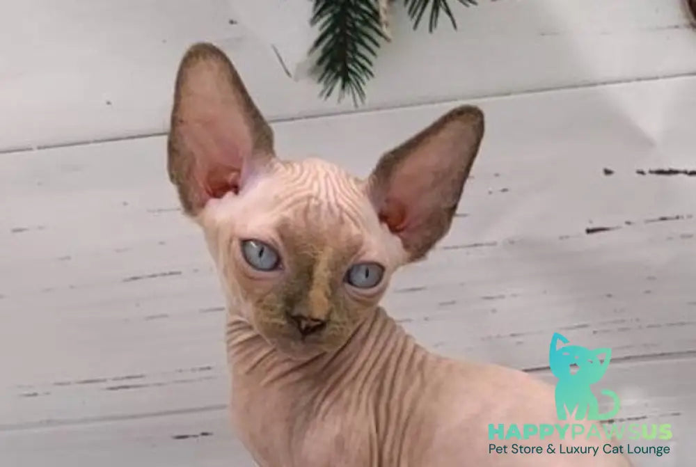 Stella Canadian Sphynx female black tortie pointed live animals