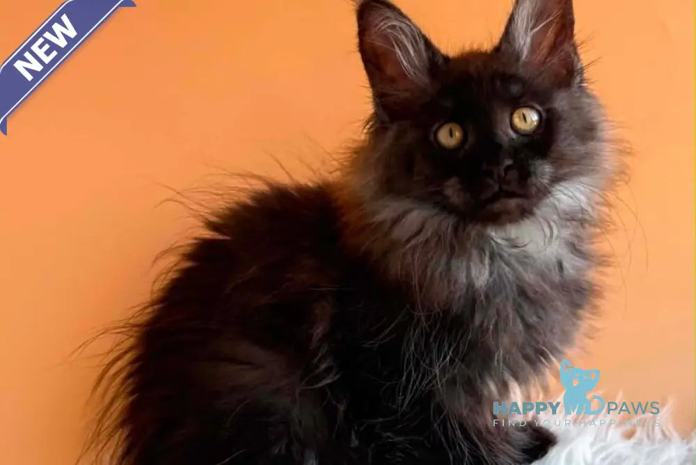 Stella Maine Coon female black silver - live animals
