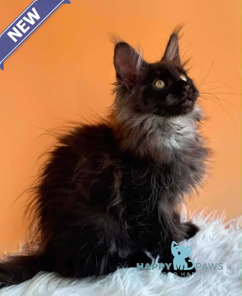 Stella Maine Coon female black silver - live animals