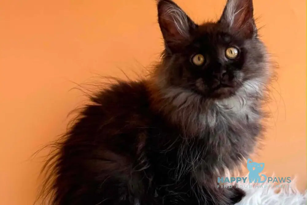 Stella Maine Coon female black silver - live animals