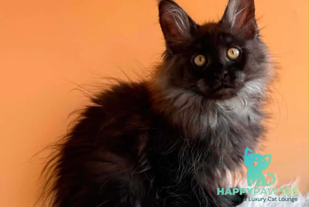 Stella Maine Coon female black silver - live animals