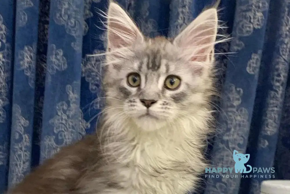 Stella Maine Coon female black silver tabby live animals