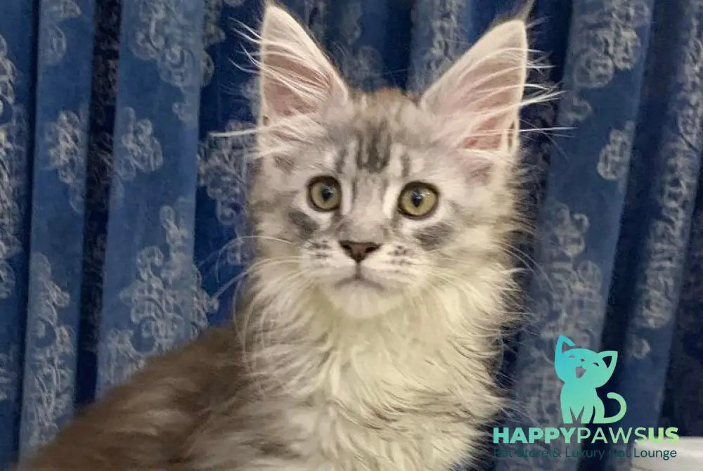 Stella Maine Coon female black silver tabby live animals