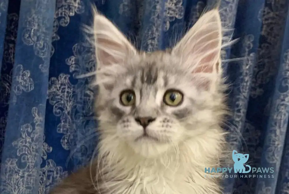 Stella Maine Coon female black silver tabby live animals