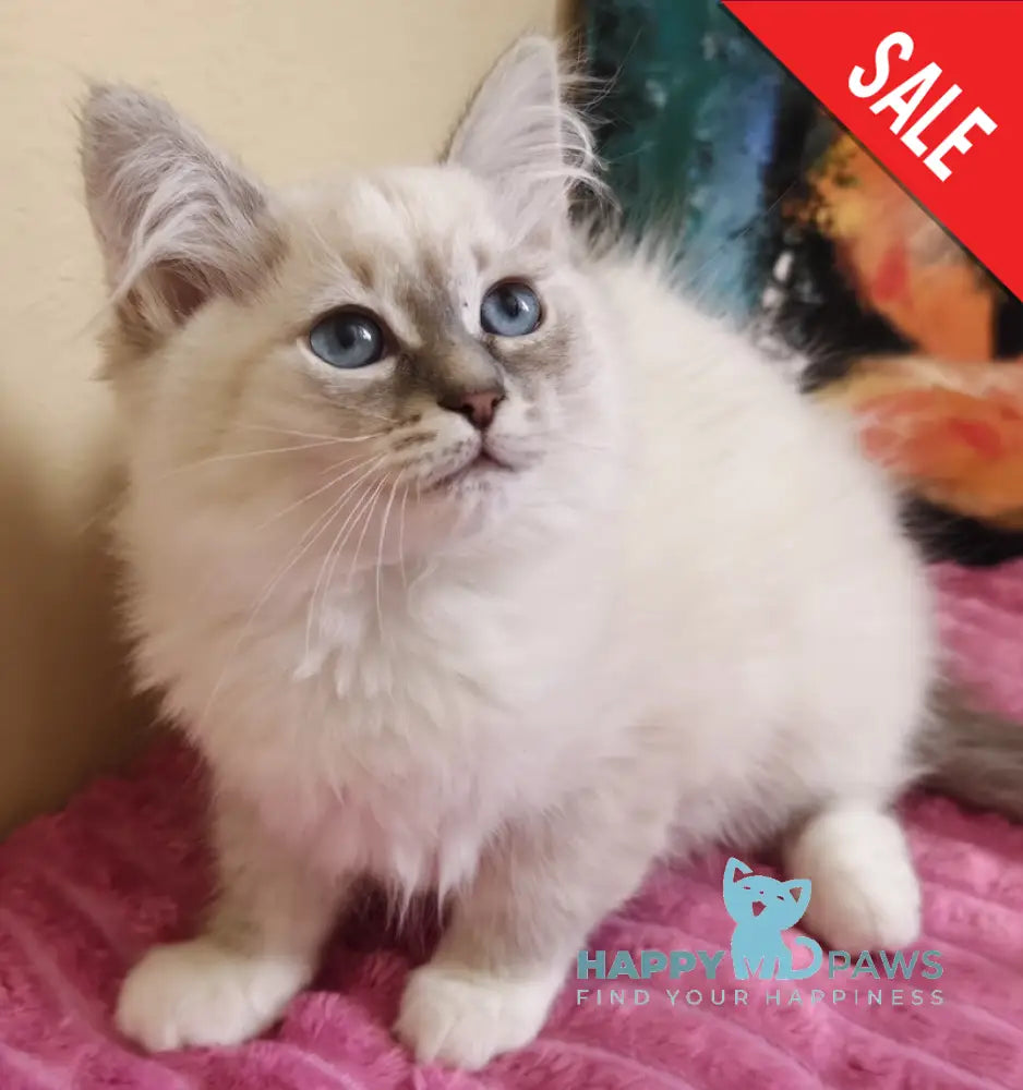 Stella Neva Masquerade female blue tabby pointed live animals
