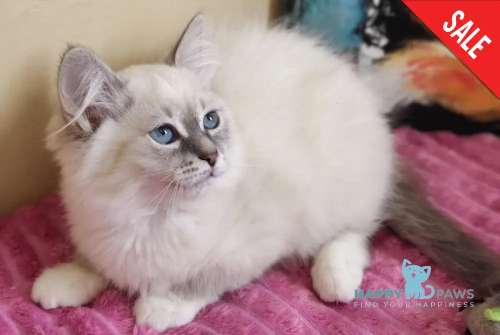 Stella Neva Masquerade female blue tabby pointed live animals
