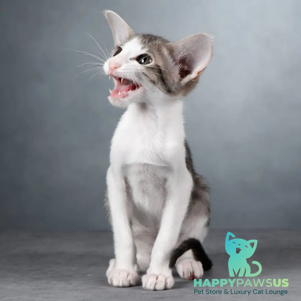 Stella Oriental Shorthair female blue bicolour spotted tabby - live animals