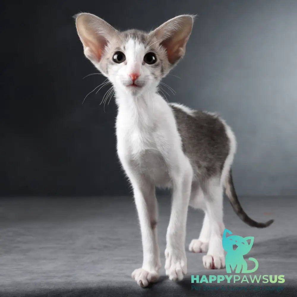 Stella Oriental Shorthair female blue bicolour spotted tabby - live animals