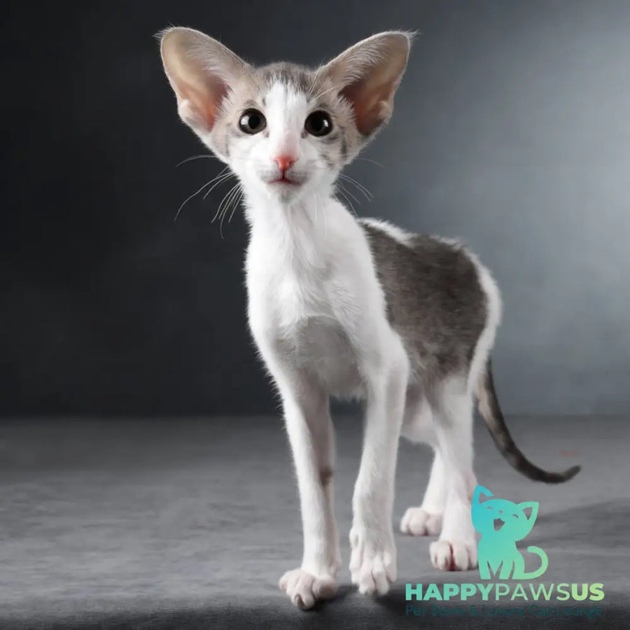 Stella Oriental Shorthair female blue bicolour spotted tabby - live animals