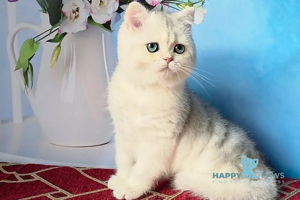 Stella Scottish Straight female black silver shaded - live animals