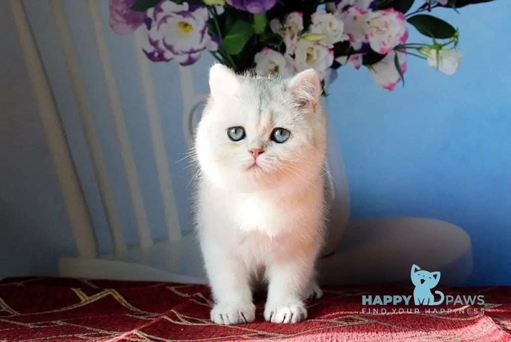 Stella Scottish Straight female black silver shaded - live animals