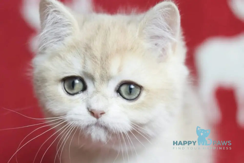 Stenli British Shorthair male blue golden chinchilla live animals