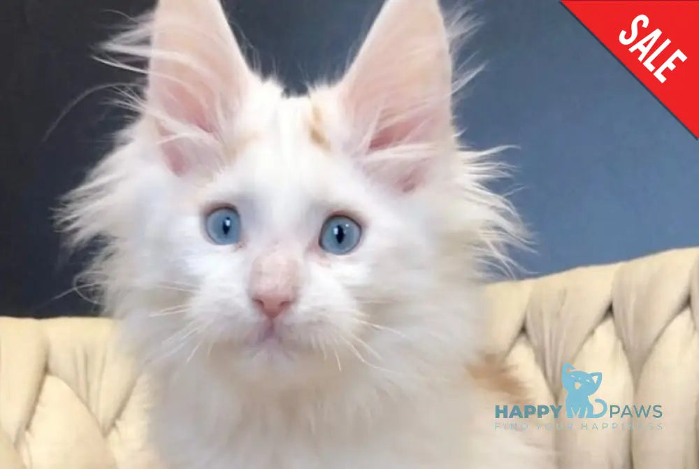 Stepa Maine Coon male red harlequin live animals