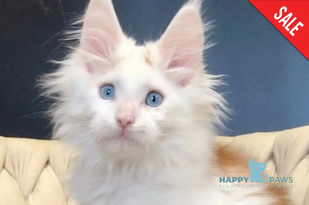 Stepa Maine Coon male red harlequin live animals