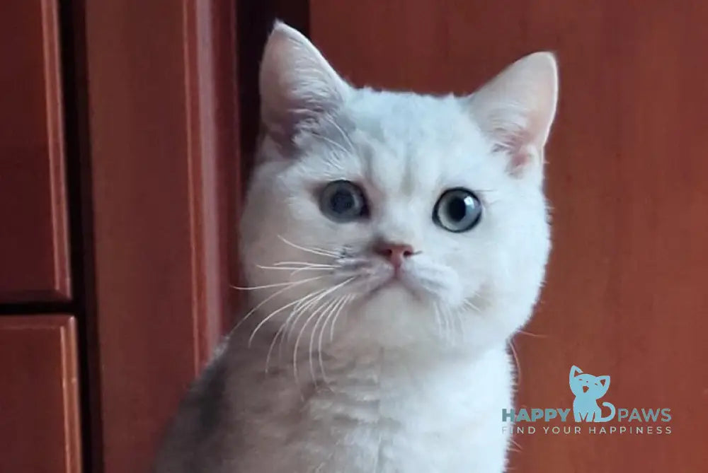 Stepan British Shorthair male black silver shaded live animals