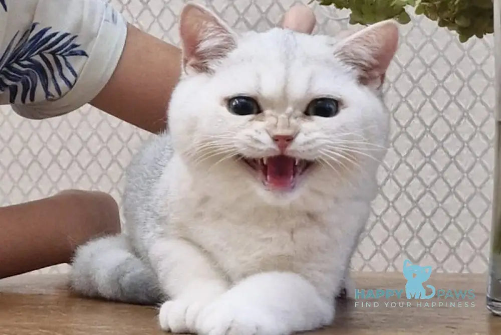 Stepan British Shorthair male black silver shaded live animals